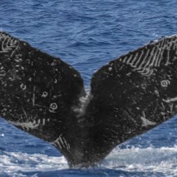 Fluke of Wavy Gravy