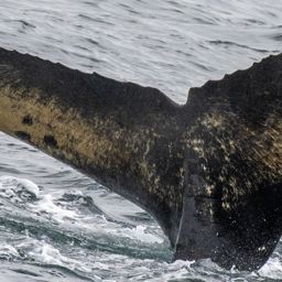 Fluke of HW-MN1306297