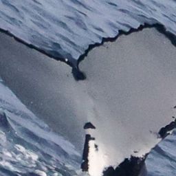 Fluke of HW-MN1107867