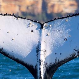 Fluke of HW-MN1107942