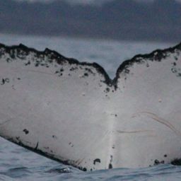 Fluke of HW-MN1107946