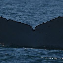 Fluke of HW-MN1108015