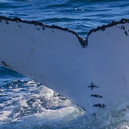 Fluke of HW-MN1108017