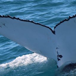 Fluke of HW-MN1108078