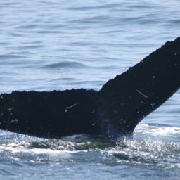 Fluke of HW-MN0410174