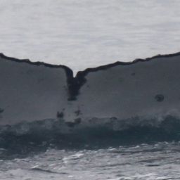 Fluke of HW-MN1108115