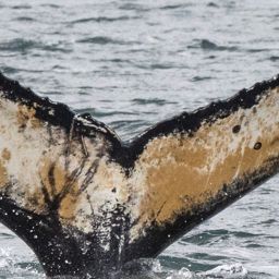 Whale fluke