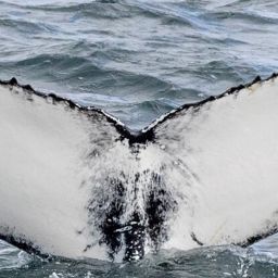 Fluke of HW-MN0103785