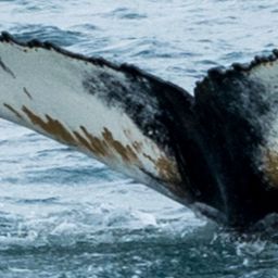 Fluke of HW-MN0103809