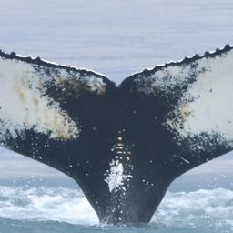 Fluke of Bultrug