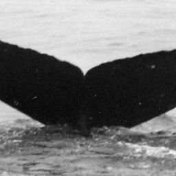 Fluke of Dipper
