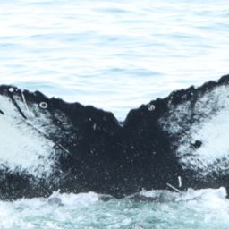 Fluke of HW-MN0103821