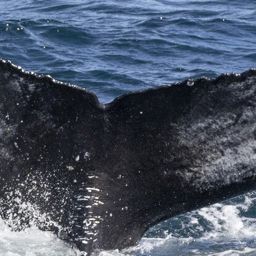 Fluke of HW-MN0103829