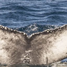 Fluke of HW-MN0103837