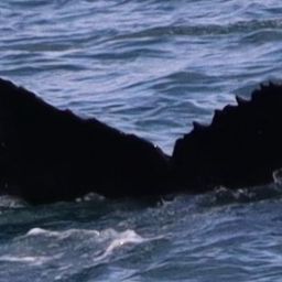 Fluke of HW-MN0103843