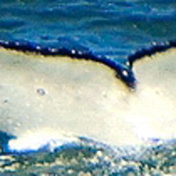 Fluke of Bravo Bravo 2024