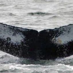 Fluke of HW-MN0410313