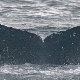 Fluke of Knik