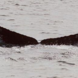 Fluke of Eagle