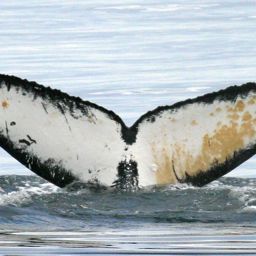 Fluke of Verga
