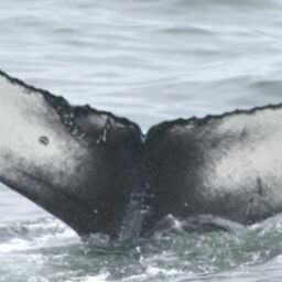 Fluke of WDX