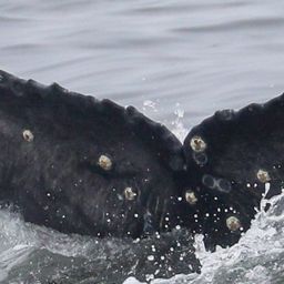 Fluke of 2023-2024 calf of CRC-20469