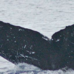 Fluke of TDI-19910