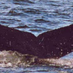 Fluke of Tricky