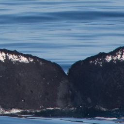 Fluke of HW-MN0410343