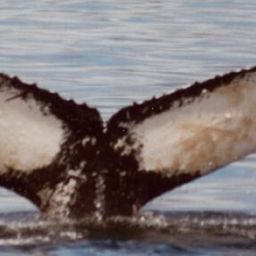 Fluke of Hot Wings