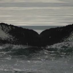 Fluke of HW-MN0410311