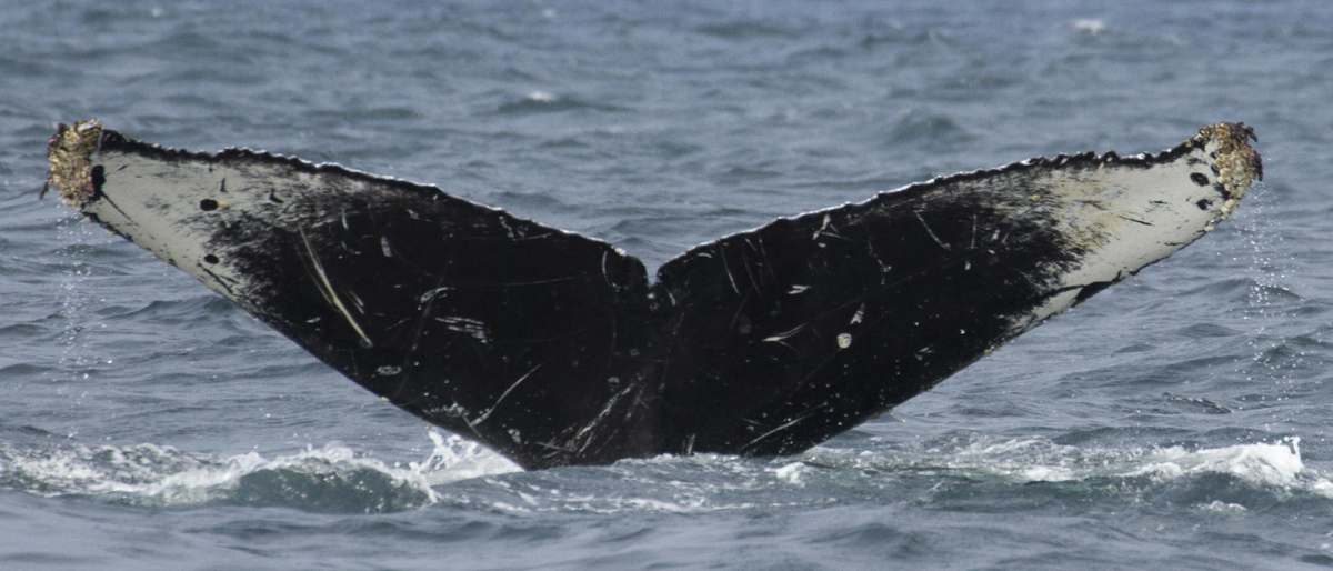 Fluke of Inverse (California)