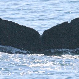 Fluke of Kaluha