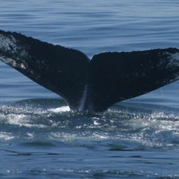 Fluke of HW-MN0410062
