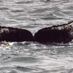 Fluke of Leopard