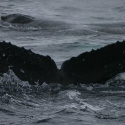 Fluke of Stormy