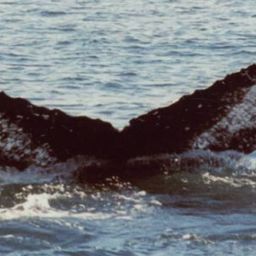 Fluke of Chinook