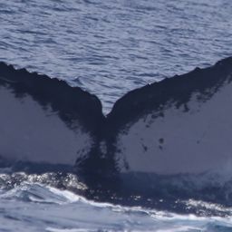 Fluke of Hi
