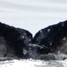 Fluke of 2023-2024 calf of CRC-16359