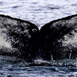 Fluke of HW-MN0103888