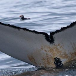 Fluke of HW-MN0103889
