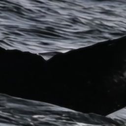 Fluke of HW-MN0103893