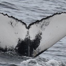 Fluke of HW-MN0103894
