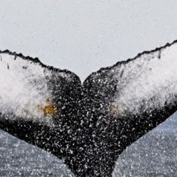 Fluke of HW-MN0103900