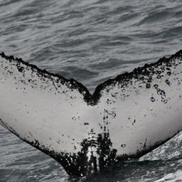 Fluke of HW-MN0804118