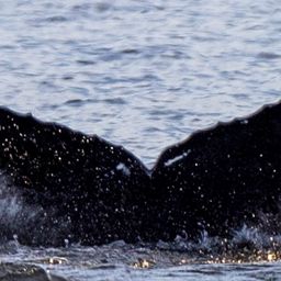 Fluke of HW-MN0200557