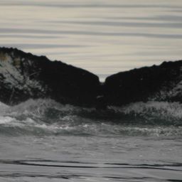 Fluke of Jaws