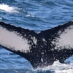 Fluke of HW-MN0200592