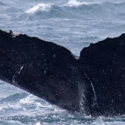 Fluke of HW-MN0444806
