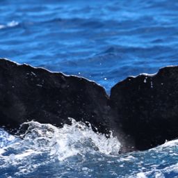 Fluke of HW-MN0444807